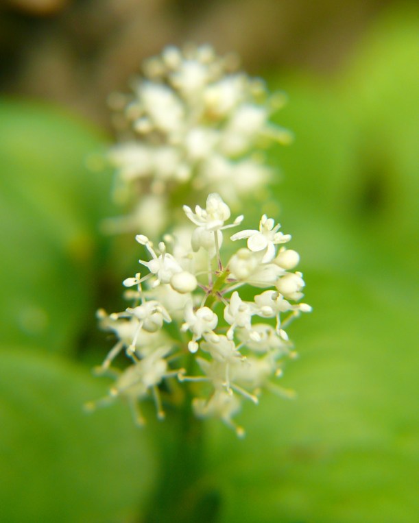 Konwalijka dwulistna Maianthemum bifolia