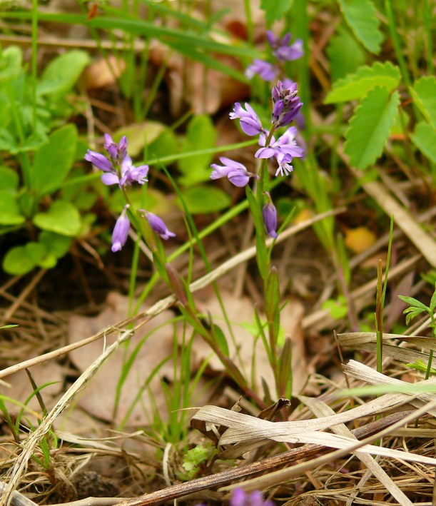 Krzyżownica gorzkawa Polygala amarella