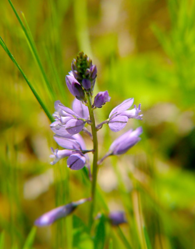 Krzyżownica gorzkawa Polygala amarella