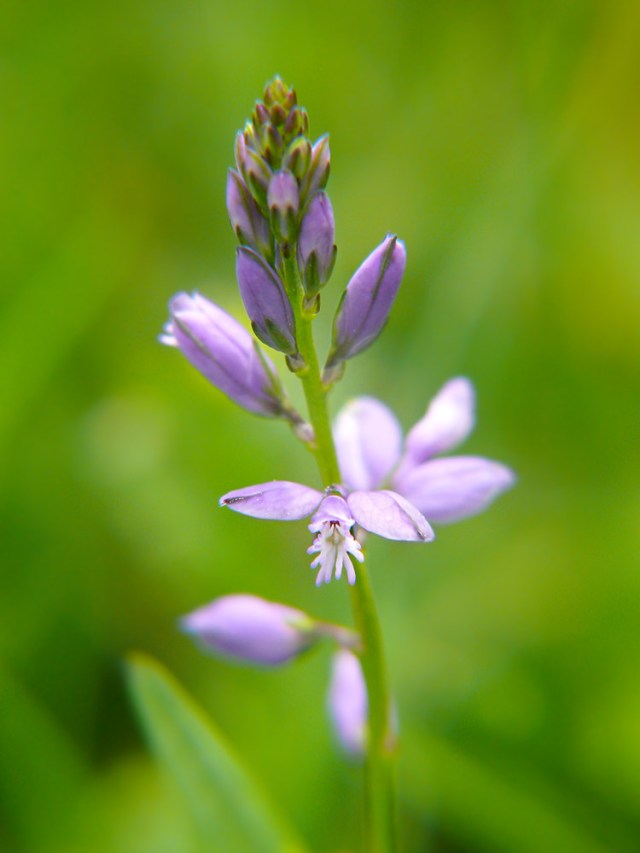 Krzyżownica gorzkawa Polygala amarella
