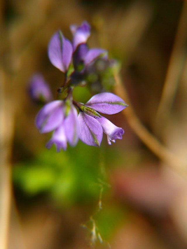 Krzyżownica gorzkawa Polygala amarella