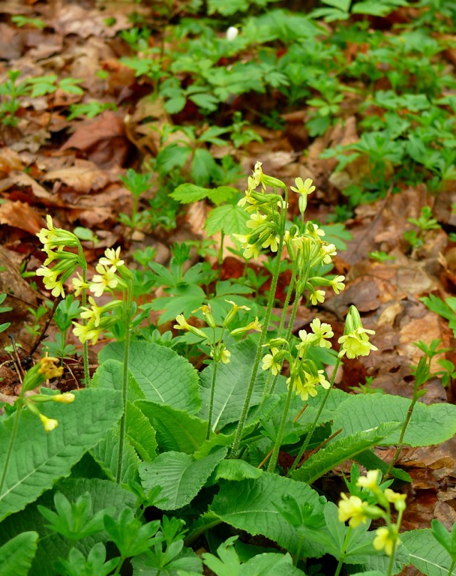pierwiosnek lekarski Primula veris