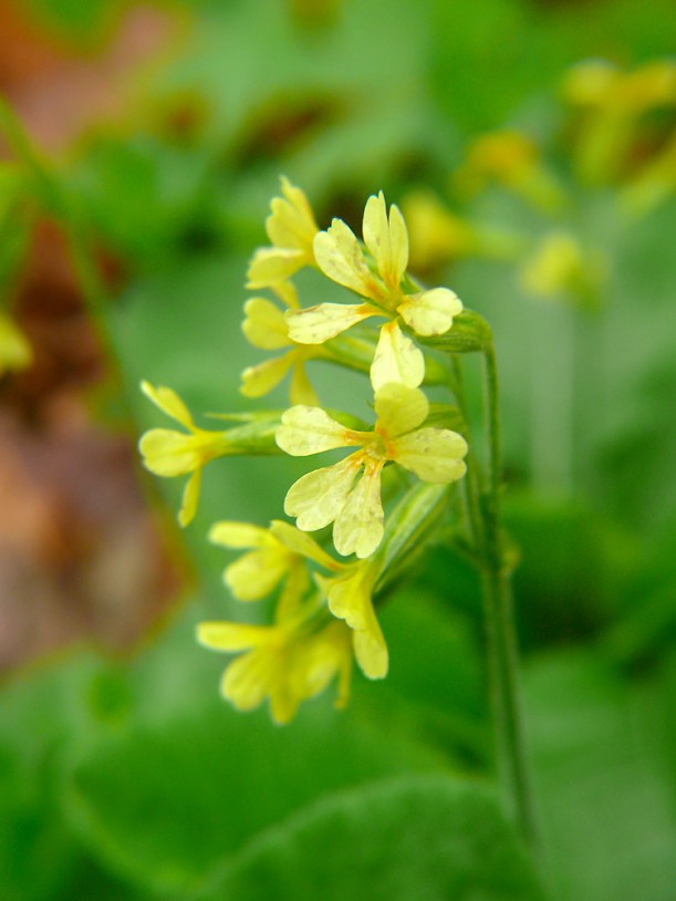 pierwiosnek lekarski Primula veris