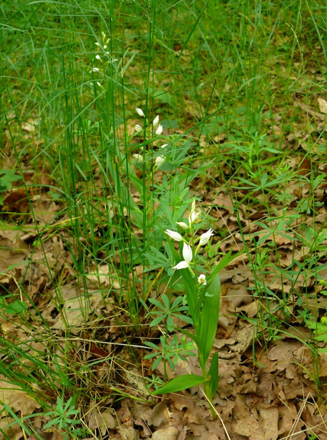 Buławnik mieczolistny Cephalanthera longifolia