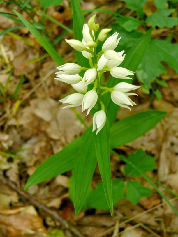 Buławnik mieczolistny Cephalanthera longifolia
