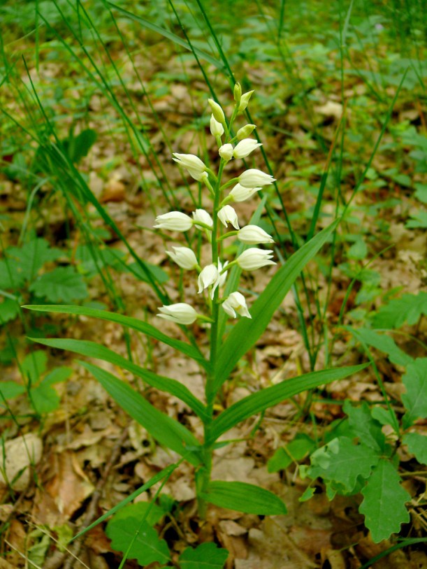 Buławnik mieczolistny Cephalanthera longifolia