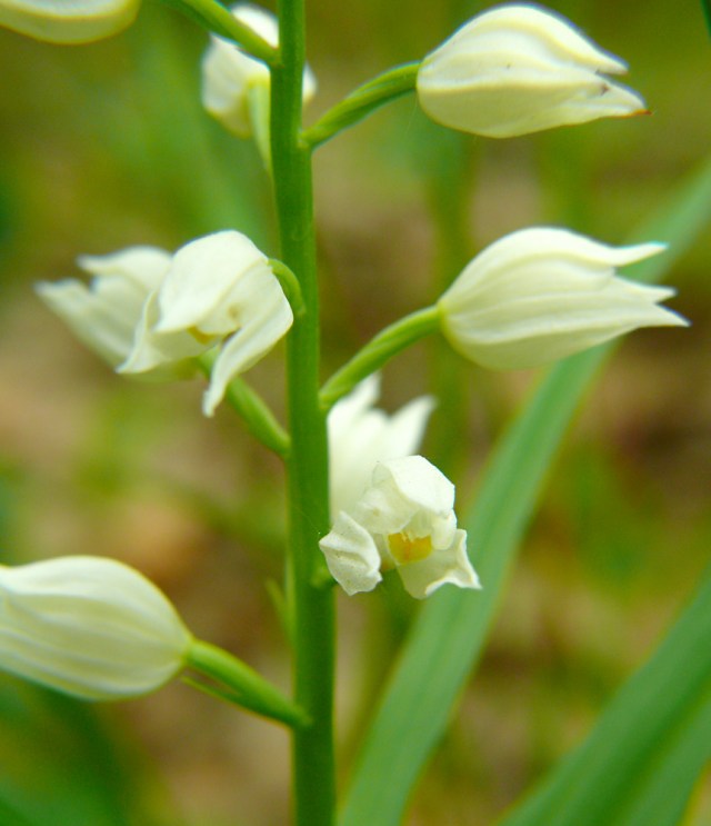 Buławnik mieczolistny Cephalanthera longifolia