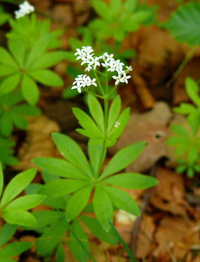 Marzanka wonna Galium odoratum