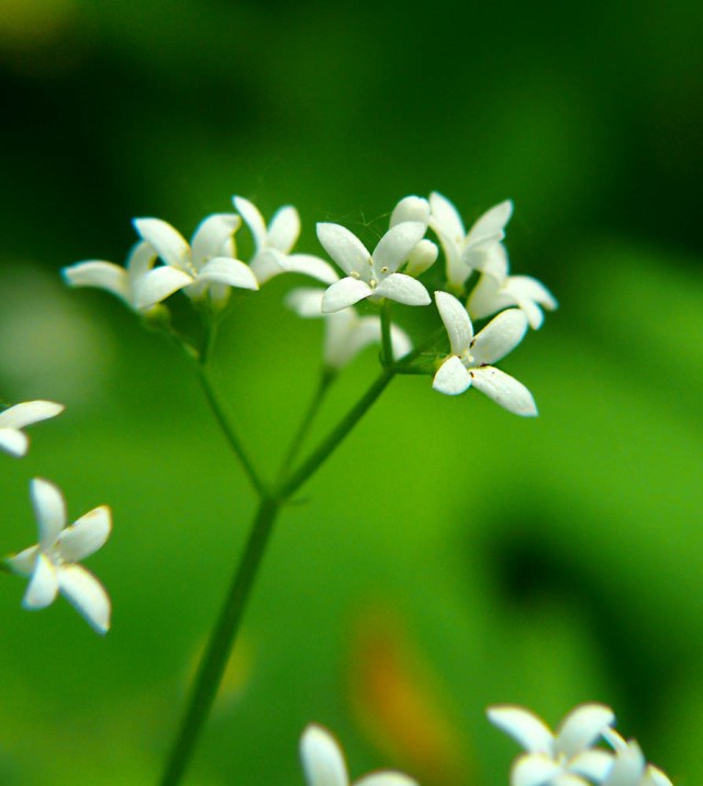 Marzanka wonna Galium odoratum