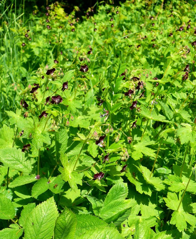 Bodizszek żałobny Geranium phaeum