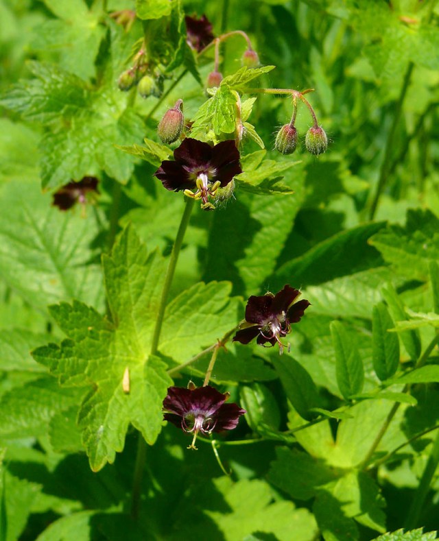 Bodizszek żałobny Geranium phaeum