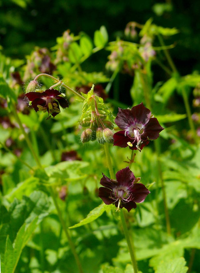 Bodizszek żałobny Geranium phaeum