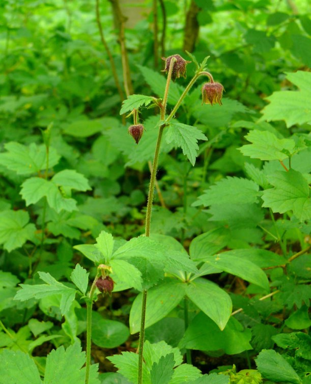 Kuklik zwisły Geum rivale