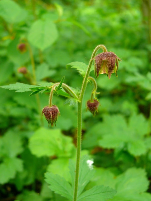 Kuklik zwisły Geum rivale