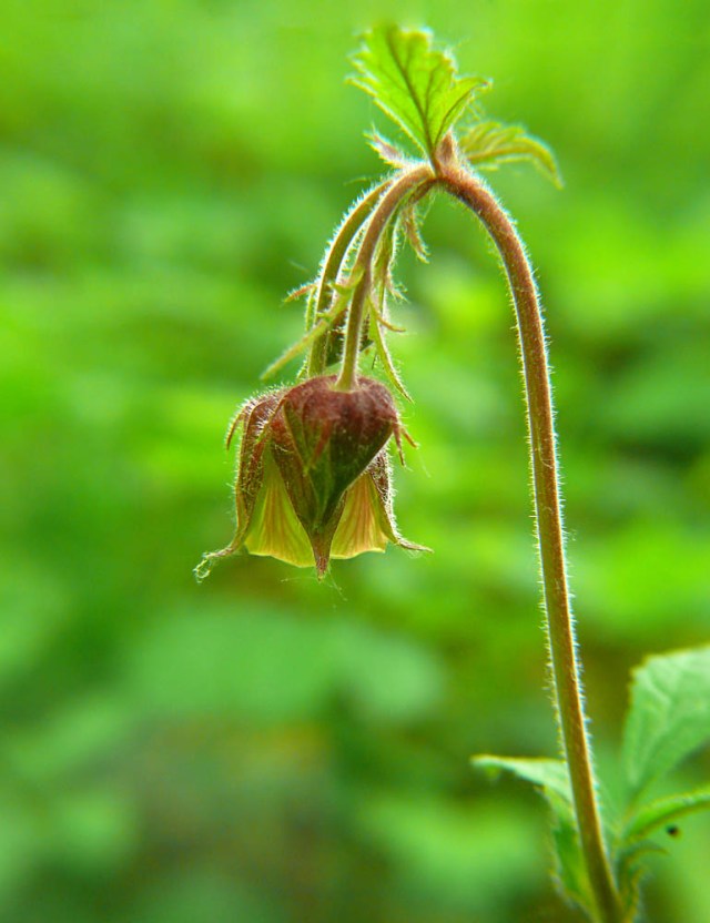 Kuklik zwisły Geum rivale
