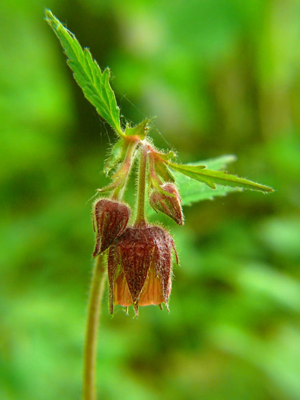 Kuklik zwisły Geum rivale