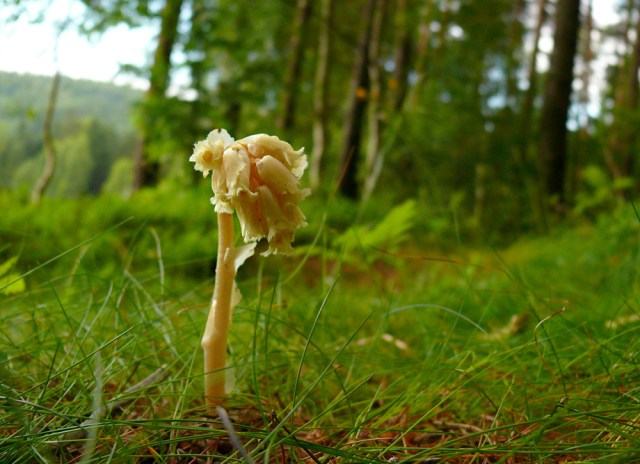 Monotropa hypopytis