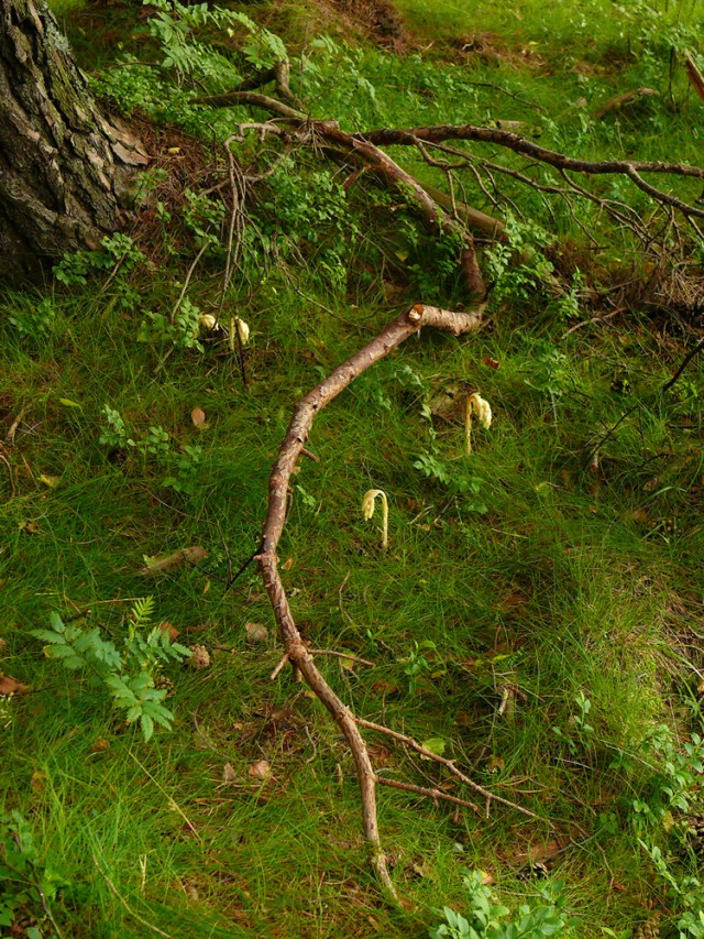 Monotropa hypopytis