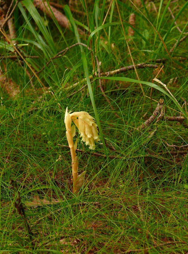 Monotropa hypopytis