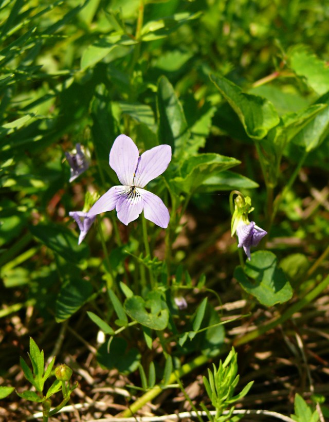 Viola canina
