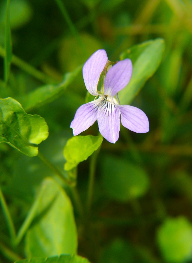 Viola canina
