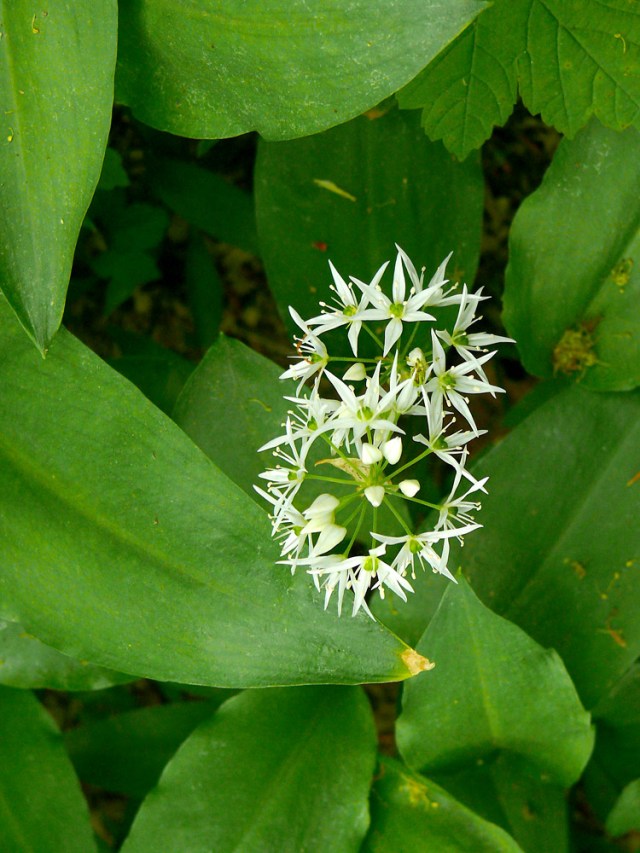 allium ursinum2