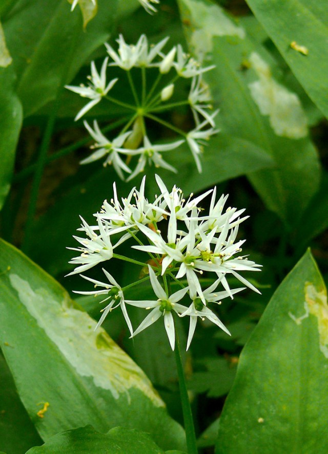 allium ursinum3