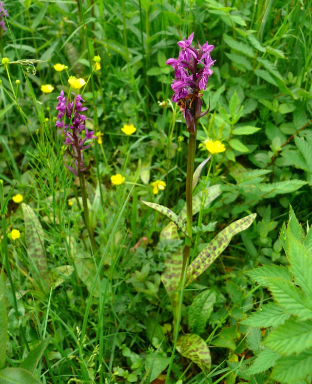 dactylorhiza majalis