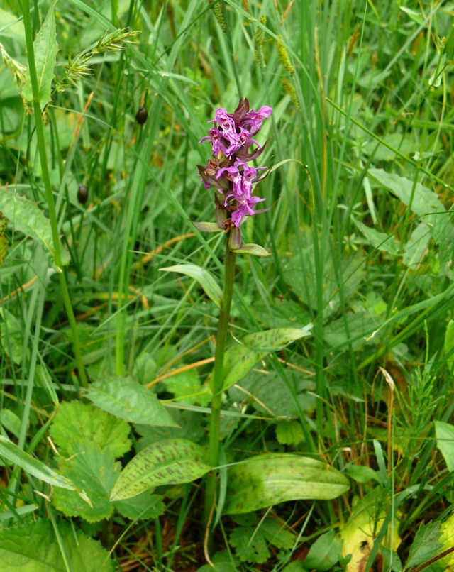 dactylorhiza majalis2