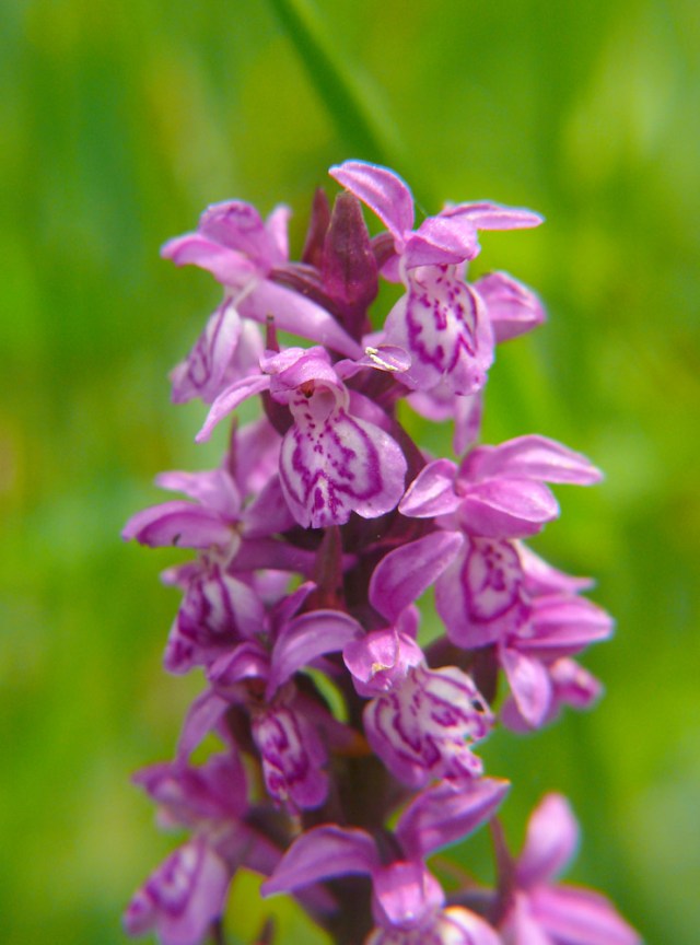 dactylorhiza majalis3