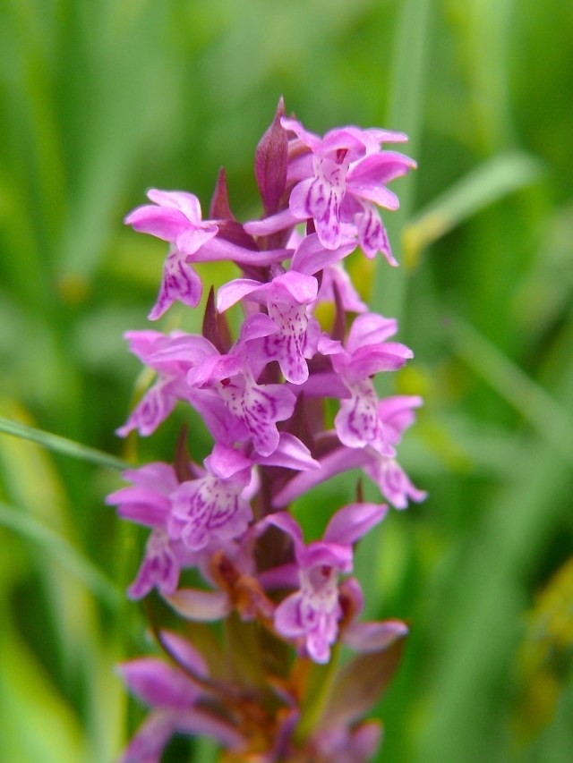 dactylorhiza majalis4