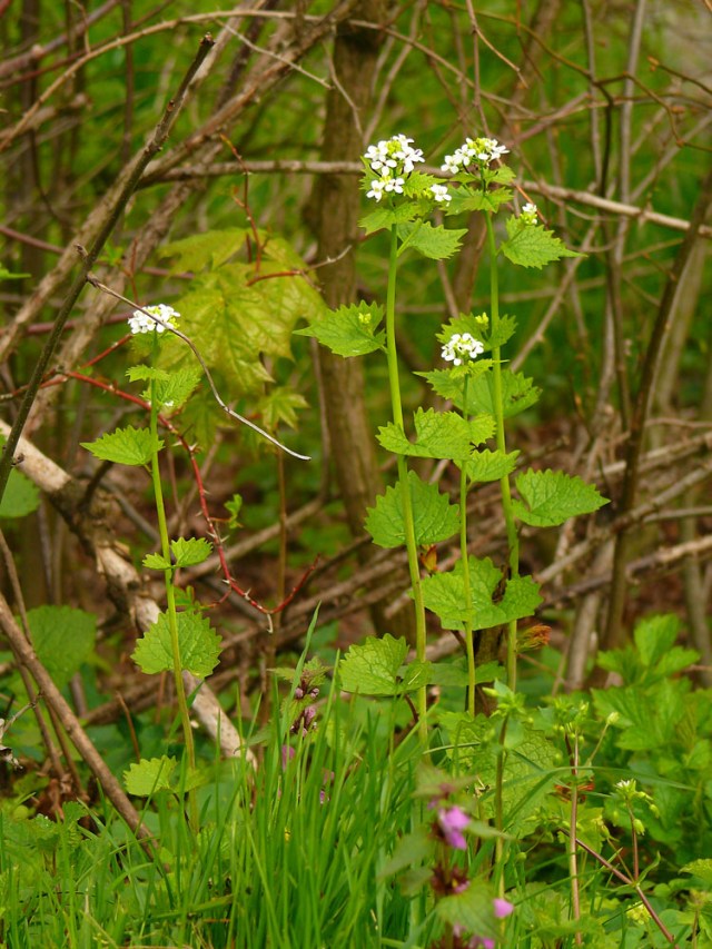 Alliaria petiolata