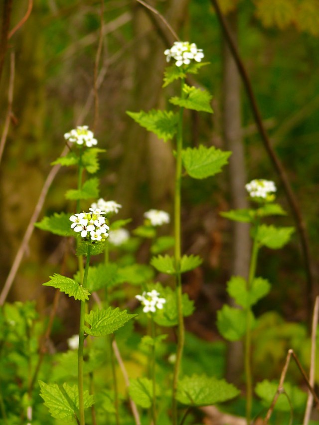 Alliaria petiolata