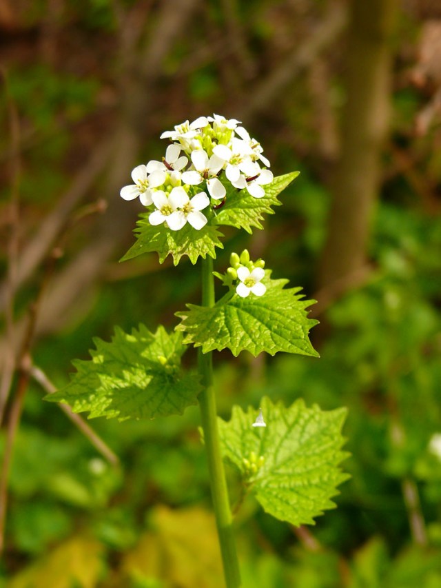 Alliaria petiolata