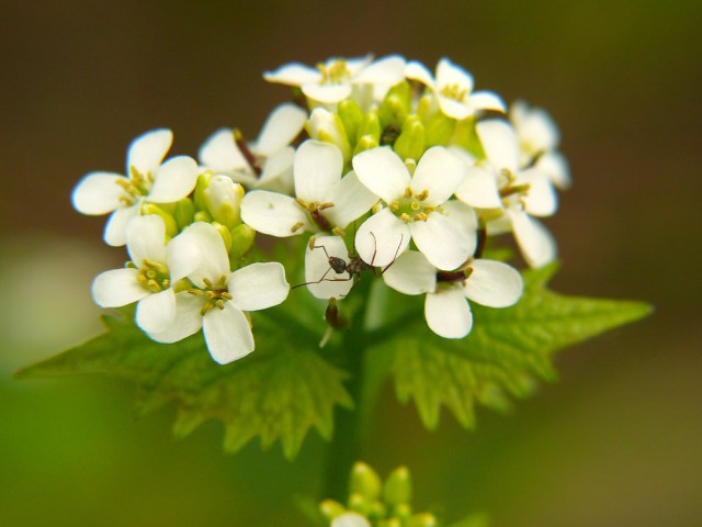 Alliaria petiolata