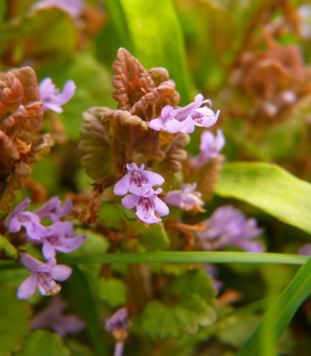 Glechoma hederacea