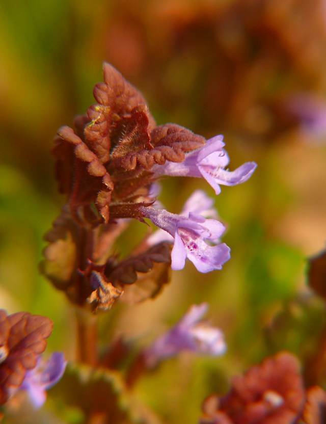 Glechoma hederacea