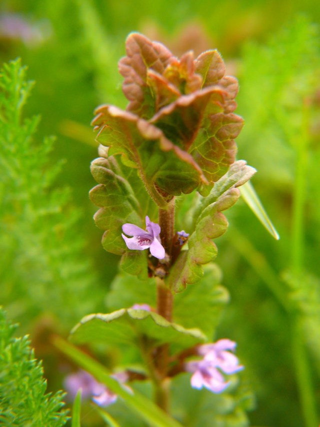 Glechoma hederacea