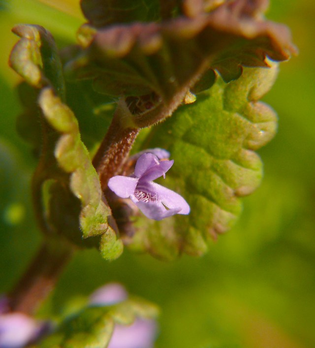Glechoma hederacea