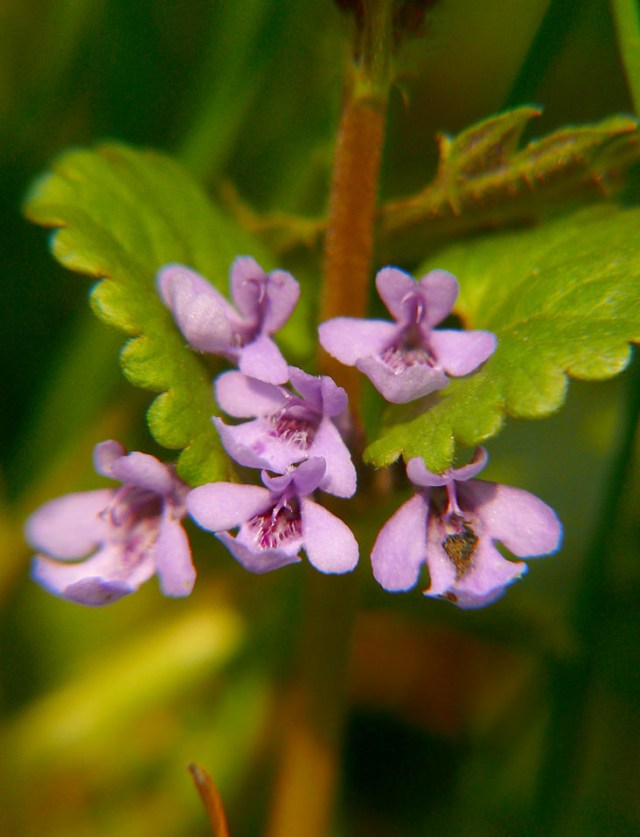 Glechoma hederacea