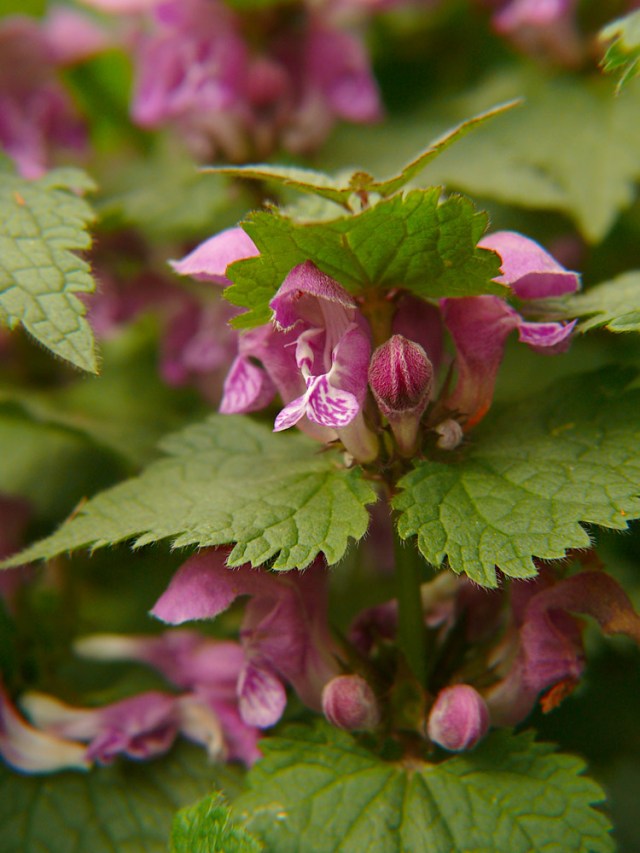 Lamium maculatum