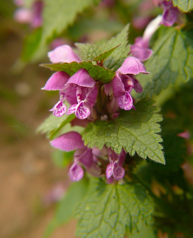 Lamium maculatum