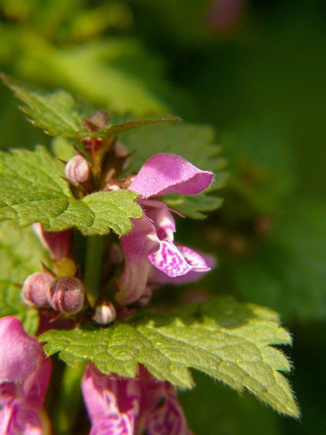 Lamium maculatum
