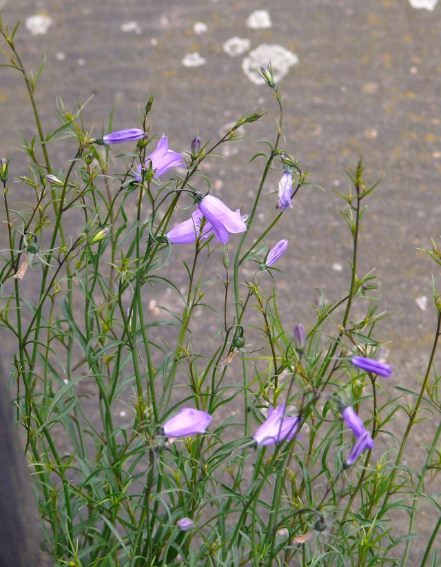 Campanula rotundifolia