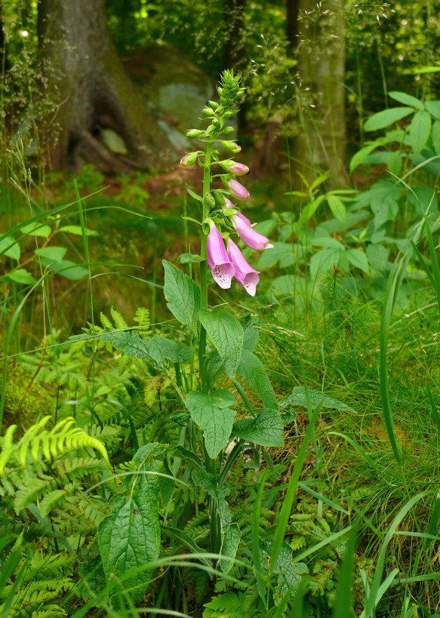 Digitalis purpurea