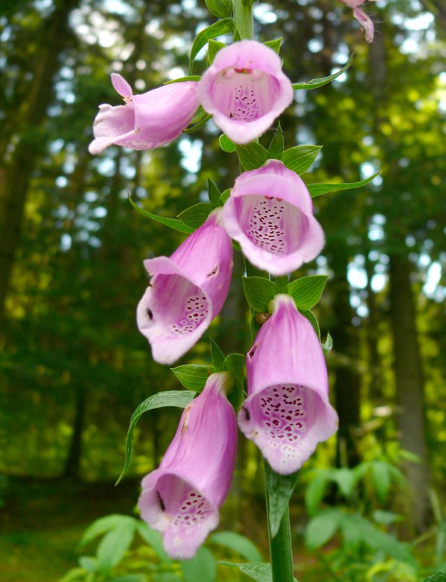 Digitalis purpurea