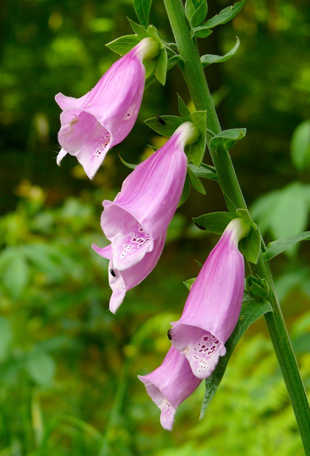 Digitalis purpurea