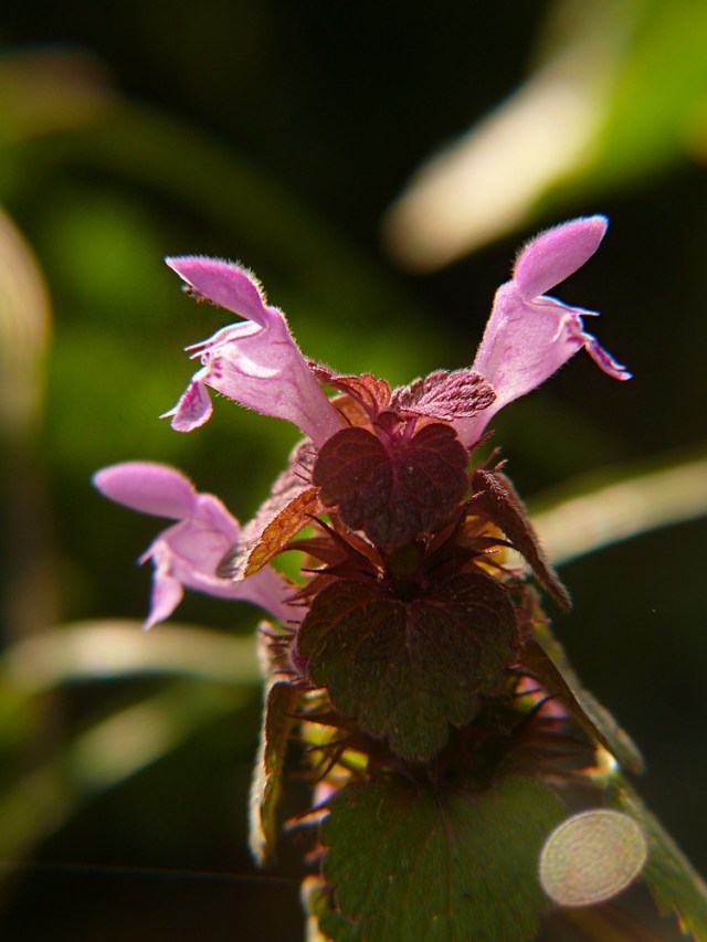 Lamium purpureum