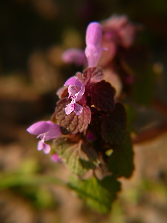 Lamium purpureum