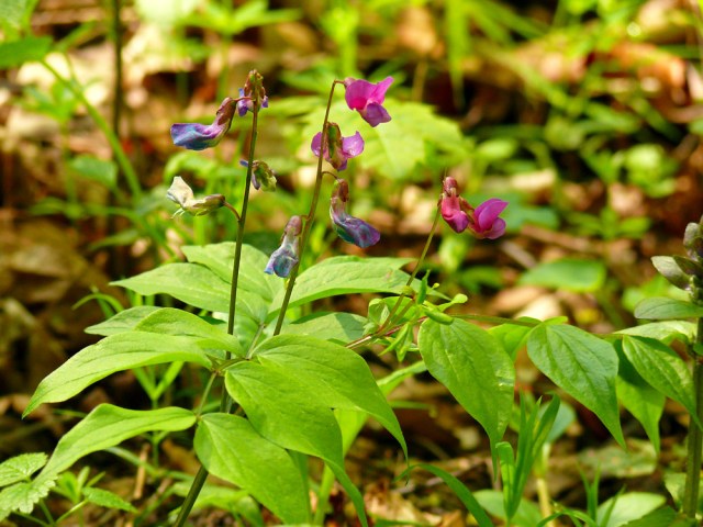 Lathyrus vernus